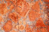 Polished Brecciated Snakeskin Jasper Slab - Western Australia #96250-1